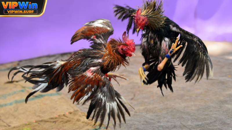 tong-hop-vai-kinh-nghiem-hay-vao-keo-da-ga-truc-tiep-vipwin-bat-bai